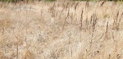 Dürre am Feld